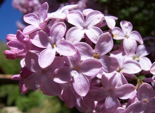 fleur_lilas.jpg