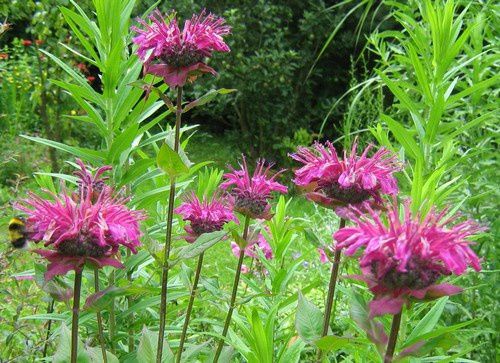 monarda-fistulosa-pourpre-6-juil-09.jpg