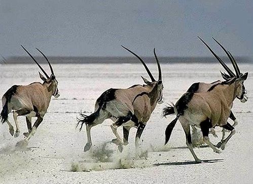 rencontre mascareignes