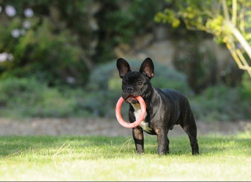 bouledogue628