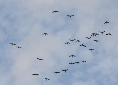 26-septembre-Saaremaa-migration-au-dessus-des-moulins.jpg