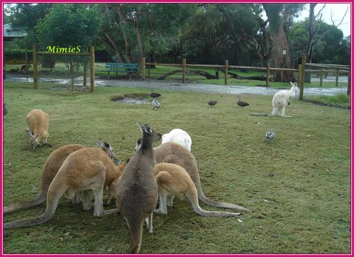 kangooroos (1)