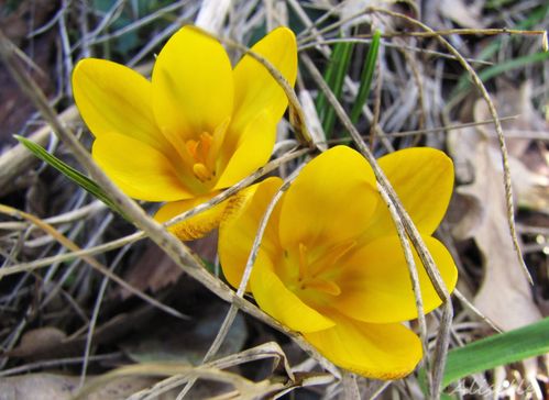Crocus-4.jpg