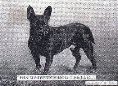 frenchie-history_photo_animals.jpg