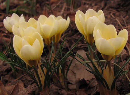 crocus-Cream-Beauty-15-mars-11.JPG