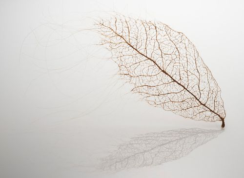 leaves-31.jpg