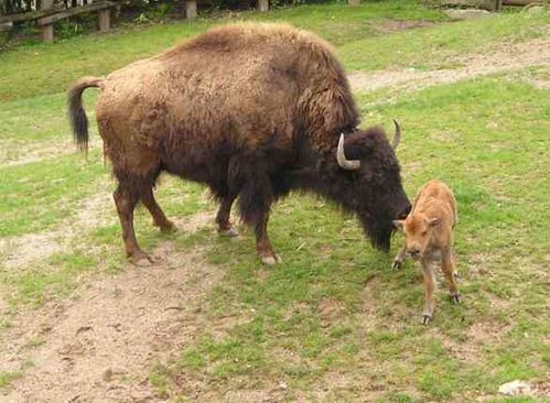 man-et-pet-bisons.jpg