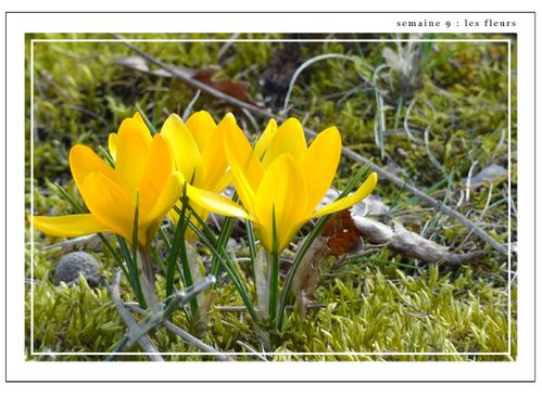 semaine 9 les fleurs 2