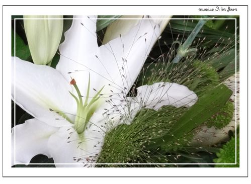 semaine 9 les fleurs 3