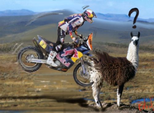 C-EST-PAS-FACILE-DE-S-ARRETER---QUAND-Y-A-PAS-DE-LAMA----.jpg