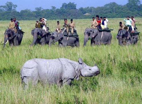 elephant-safari-india.jpg