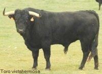 Toro vistahermosa
