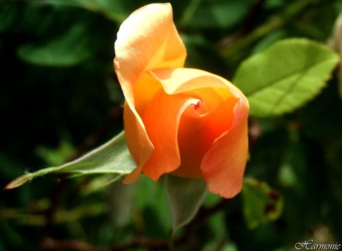 DSCF5547