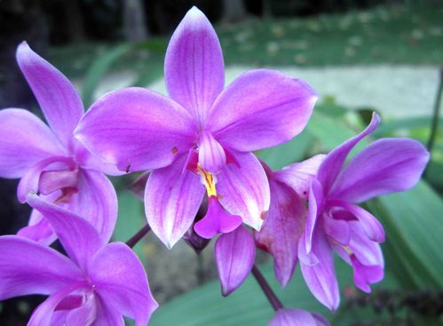 Orchidees-Vanuatu-2013 1413cb