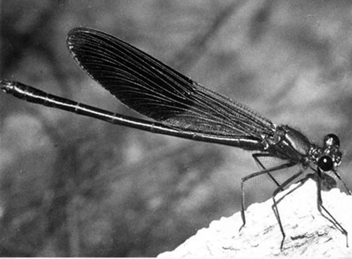 Caleopteryx-Virgo Caleopteryx-Virgo