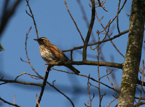 mauvis ombre