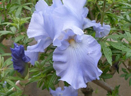 iris-et-goutte-.jpg