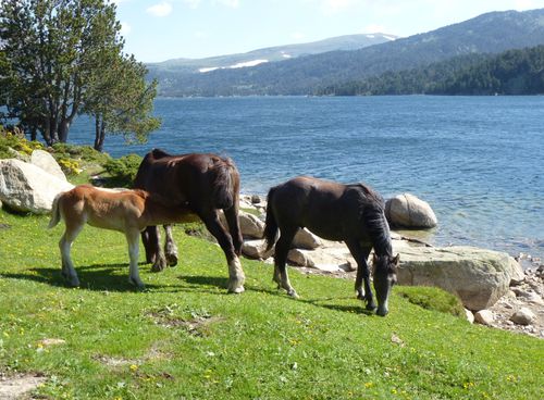 2014. Juin. Séjour à Font-Romeu. 188