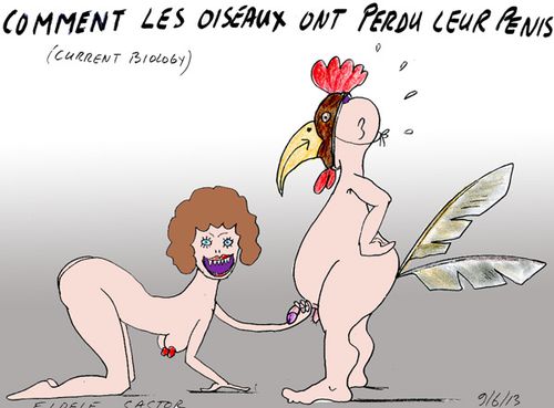 COMMENT-LES-OISEAUX-ONT-PER.jpg