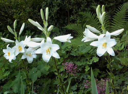 Lilium candidum4