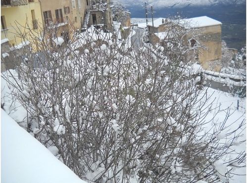 arbre