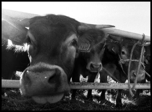 vaches