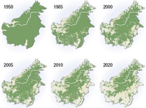 Borneo_Deforestation.jpeg