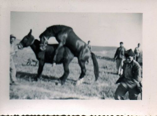 reproduction de mules.