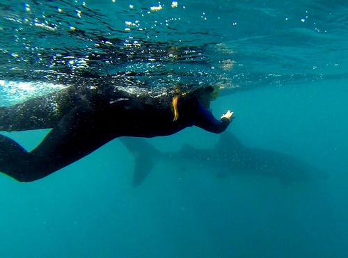 swimming with whale sharks exmouth (50)