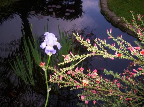 iris.jpg