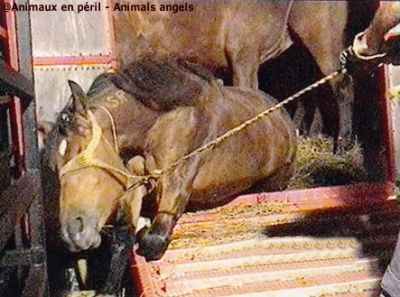 chevaux-abattoir3.jpg