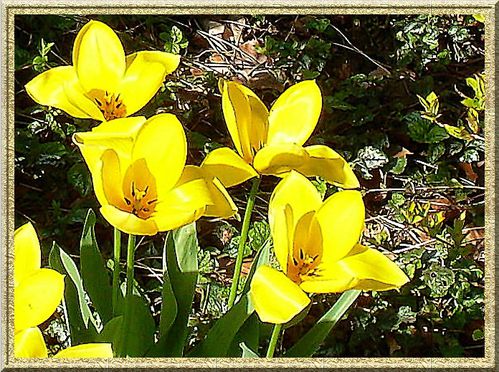 tulipe-1.jpg