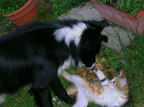 chien-chat-cat-dog.jpg