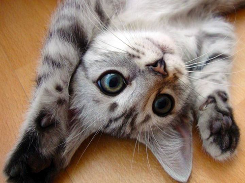 INSTANT CHAT instant chat: