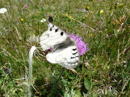 Parnassius sacerdos Petit Apollon