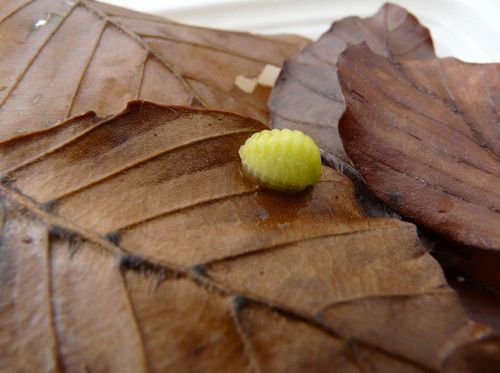 LIM-cf-Apoda-limacodes-chenille-Faverges-Prafeu.JPG