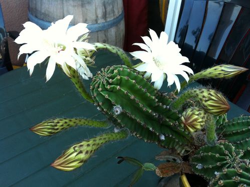 photo_9.JPG