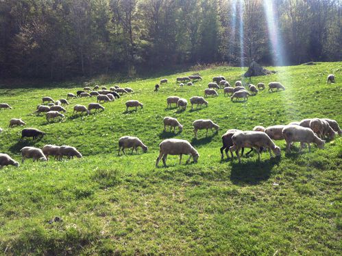 photo-copie-9.JPG