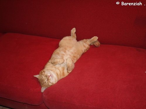 Pika le chat pacha... - Le blog de Barenziah Pika le chat pacha... - Le blog de Barenziah
