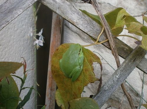 Grenouille 001