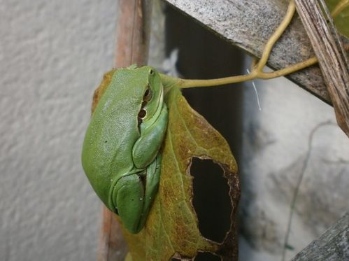 Grenouille 002