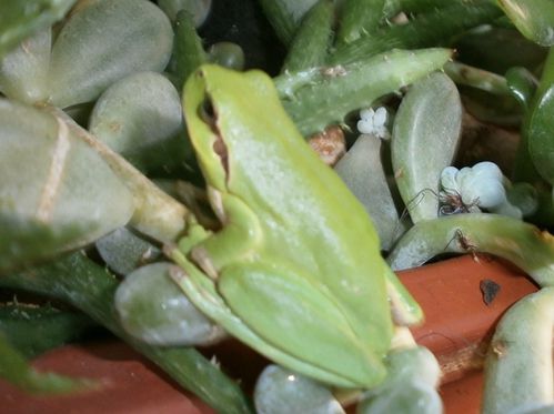 Grenouille 006
