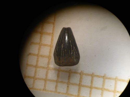dent d'atoposauridae 1b