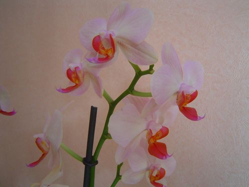 orchidee-2.jpg