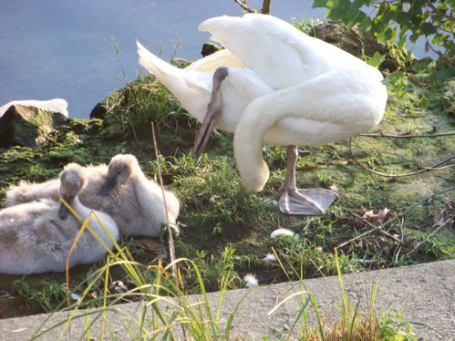 les cygnes en juillet