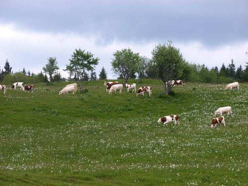 P1010618-copie