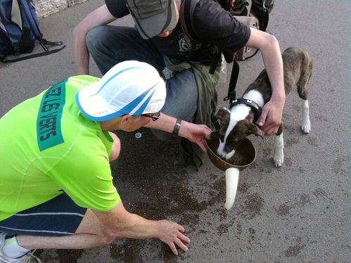 casque-chien.JPG