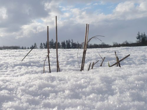 2010-01-07-sortie-neige-6.jpg
