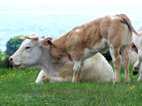 Ballade du 24 avril 2011 - vache et son veau - Le carnet de