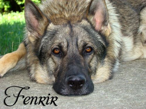 Fenrir